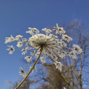 "Close-up of an Angelica flower against a clear blue sky."