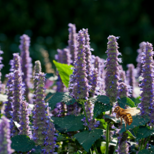 A honeybee hovering near purple anise hyssop flowers in a garden.