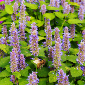 Honeybee near vibrant purple anise hyssop flowers with lush green leaves.