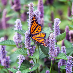 Monarch butterfly on purple anise hyssop flowers in a garden.