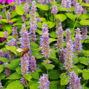 Honeybee on purple anise hyssop flowers surrounded by lush green leaves.