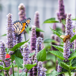 Monarch butterfly and honeybee on purple anise hyssop flowers with green leaves.