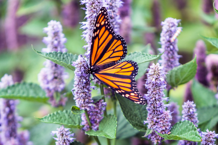 Monarch butterfly on purple anise hyssop flowers in a garden.