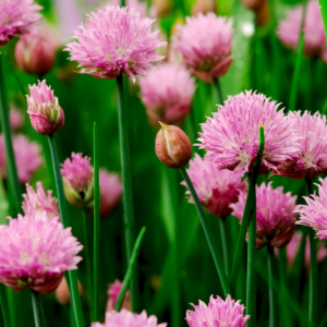  Close-up of blooming pink chive flowers with green stems in a garden setting.