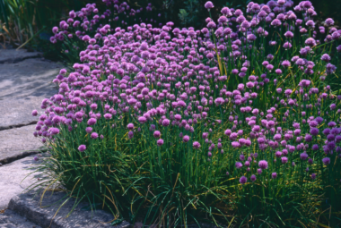 A vibrant cluster of purple chive flowers in full bloom, surrounded by green foliage, growing next to a stone pathway in a garden.