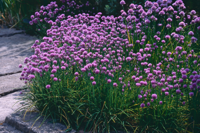 A vibrant cluster of purple chive flowers in full bloom, surrounded by green foliage, growing next to a stone pathway in a garden.