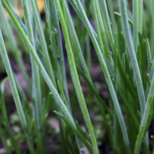 : A close-up view of fresh green chive stalks covered in dewdrops, growing in a garden.