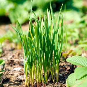  A close-up view of young green chive plants growing in a garden, with a blurred background of other greenery.