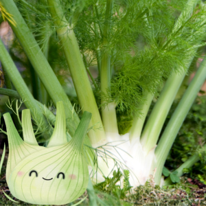 Article: fennel uses and benefits. Pic - Fennel plant growing in the ground with an illustrated smiling fennel bulb.