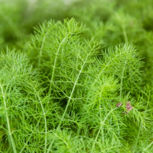  Close-up of lush green fennel fronds.