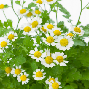 A close-up view of blooming feverfew flowers with white petals and yellow centers, surrounded by green leaves.