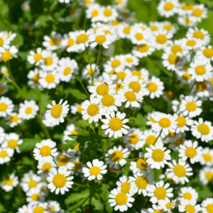  A lush cluster of feverfew flowers with white petals and yellow centers, blooming in a garden.