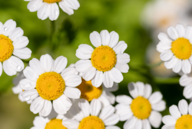 Close-up of blooming feverfew flowers with white petals and yellow centers against a green background.