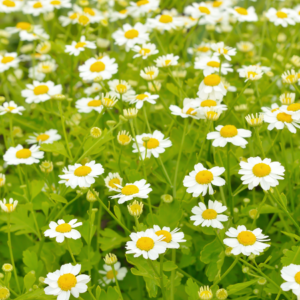  A field of feverfew flowers with white petals and yellow centers, blooming amidst lush green foliage.