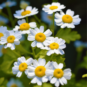 Close-up of blooming feverfew flowers with white petals and yellow centers against a green leafy background.