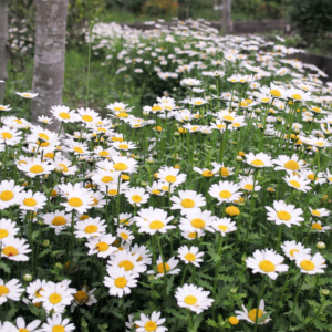  A lush field of feverfew flowers with white petals and yellow centers, blooming amidst green foliage.