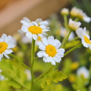  Close-up of blooming feverfew flowers with white petals and yellow centers, surrounded by green foliage.