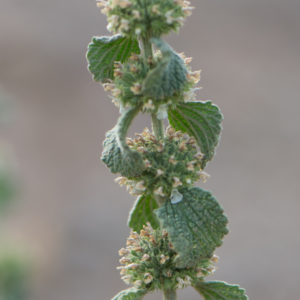  Close-up of a flowering horehound plant stem with textured leaves and small blossoms.