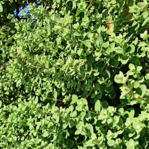 Dense growth of horehound plant with lush green, textured leaves.