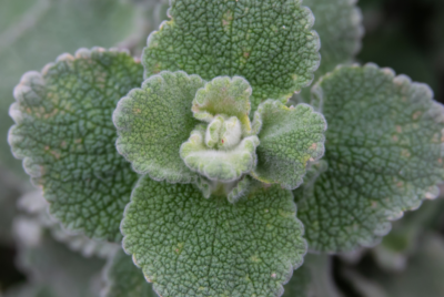 Close-up of a horehound plant with textured green leaves.