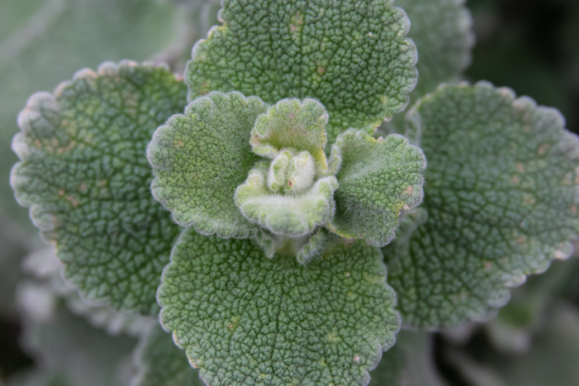 Close-up of a horehound plant with textured green leaves.