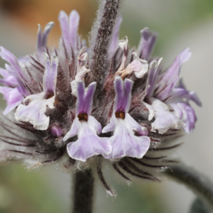 : Close-up of a horehound flower with delicate purple petals.