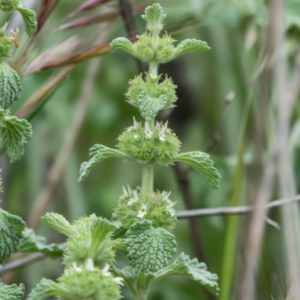  Close-up of a horehound plant stem with green, textured leaves and small white flowers.