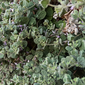  Dense growth of horehound plant with green, textured leaves and small purple flowers.