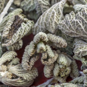  Close-up of dried horehound leaves with a textured, fuzzy appearance.