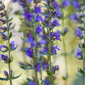 Close-up of blooming hyssop plants with vibrant purple flowers and green leaves.