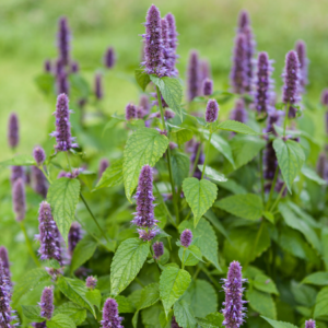 A vibrant garden filled with blooming hyssop plants, showcasing tall purple flower spikes and lush green leaves.