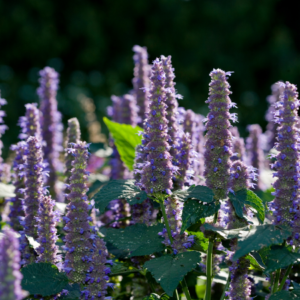 A vibrant garden filled with tall hyssop plants, showcasing dense spikes of purple flowers and lush green leaves.