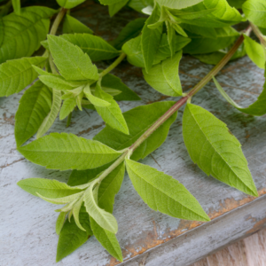  Close-up of fresh lemon verbena leaves on a rustic wooden surface.