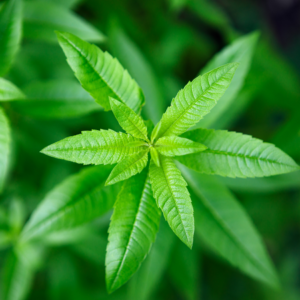  Close-up of vibrant green lemon verbena leaves arranged in a star-shaped pattern.