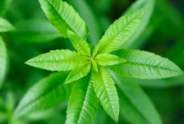 Close-up of vibrant green lemon verbena leaves arranged in a star-shaped pattern.