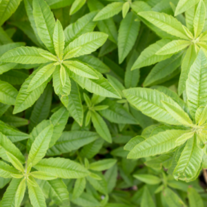 Top view of lush green lemon verbena leaves arranged in a dense, overlapping pattern.