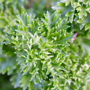 Close-up of fresh green lovage leaves with detailed texture.