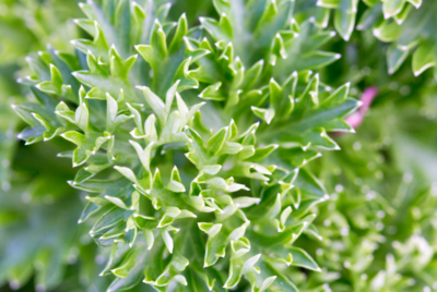 Close-up of fresh green lovage leaves with detailed texture.