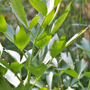 Close-up of green lovage leaves on a sunny day, with a blurred background of foliage.