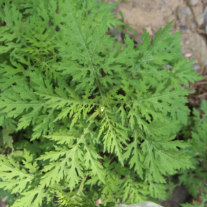 Close-up of Sweet Cicely (Myrrhis odorata) plant with finely divided, fern-like green leaves.