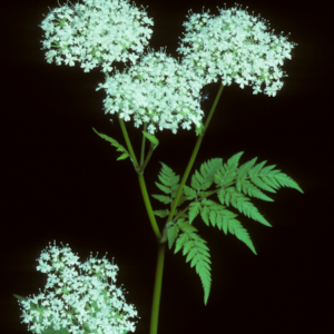 Sweet Cicely (Myrrhis odorata) plant with white flower clusters and fern-like leaves against a dark background.