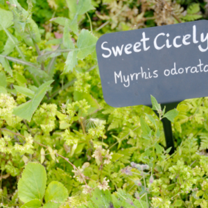  Sweet Cicely (Myrrhis odorata) plant in a garden with a labeled sign.