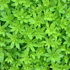 Bright green woodruff leaves growing densely.