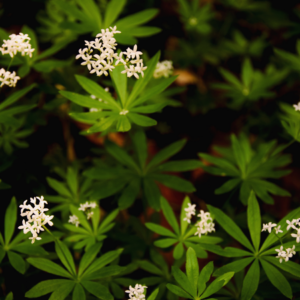 Woodruff plant with small white flowers and green leaves.