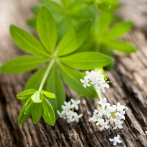 Close-up of woodruff leaves and white flowers on a wooden surface.