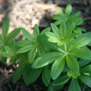 Close-up of green woodruff leaves growing in soil.