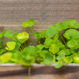 Article: Gotu Kola Oil. Pic of gotu kola plants growing in a wooden planter.