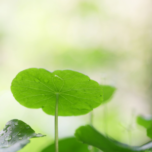 Article: Gotu Kola Oil. Pic - of a single gotu kola leaf with dew droplets against a soft, natural background