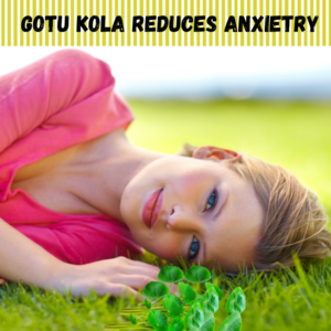 Article: Gotu Kola Oil. Pic - lying on grass with gotu kola leaves nearby and the text "Gotu Kola Reduces Anxiety" above.