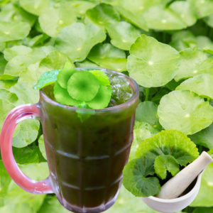  glass of green gotu kola juice garnished with leaves, alongside a mortar and pestle, against a background of gotu kola plants.